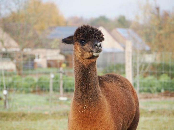 2 alpaca merries, Dieren en Toebehoren, Overige Dieren, Vrouwelijk, Juli