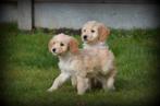 pups Goldendoodle, Dieren en Toebehoren, Honden | Niet-rashonden, Parvo, België, Reu, 8 tot 15 weken