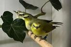1-1 senegal brilvogels, Dieren en Toebehoren
