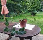 Kamerplant Philondendron Xanadu / bipinnatifidum (2), Ophalen, Overige soorten, In pot, Minder dan 100 cm