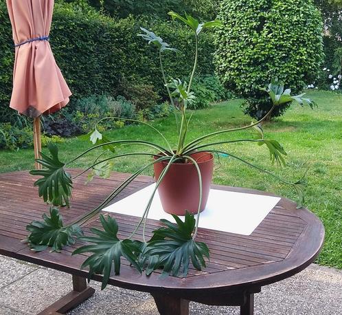 Kamerplant Philondendron Xanadu / bipinnatifidum (2), Huis en Inrichting, Kamerplanten, Overige soorten, Minder dan 100 cm, Groene kamerplant