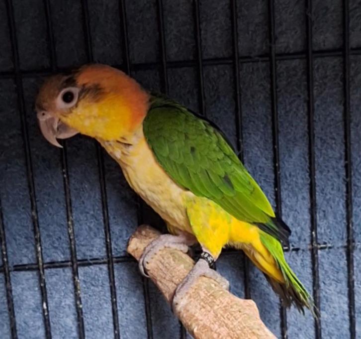 Roest kop caique, Dieren en Toebehoren, Vogels | Parkieten en Papegaaien, Papegaai, Geslacht onbekend, Geringd