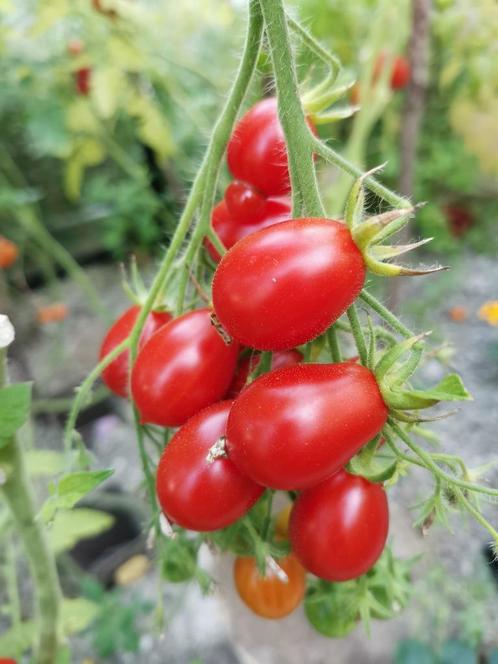 tomate cerise Reverend Michael Keyes - 5 graines, Jardin & Terrasse, Bulbes & Semences, Graine, Printemps, Enlèvement ou Envoi