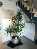 Palmier d'intérieur, Maison & Meubles, Plantes d'intérieur, Enlèvement, Palmier