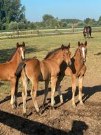 Zangersheide veulens 2025, Animaux & Accessoires, Chevaux, Plusieurs animaux, Cheval de saut, Avec pedigree