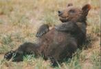 JONGE  BRUINE  BEER, Collections, Cartes postales | Animaux, Envoi, Non affranchie, Animal sauvage