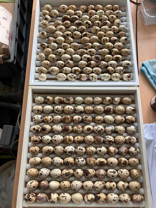 Broedeieren japanse kwartels, Dieren en Toebehoren, Pluimvee, Overige soorten