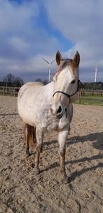 Quarter Merrie, Animaux & Accessoires, Chevaux, 11 ans ou plus, Moins de 160 cm, Cheval western, Vermifugé