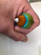 Goulds gouldamadines, Dieren en Toebehoren, Vogels | Overige Vogels, Geringd