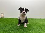 Boston Terrier pups