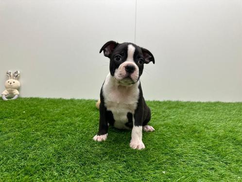 Boston Terrier pups, Dieren en Toebehoren, Honden | Jack Russells en Terriërs, Meerdere dieren, Overige rassen, Fokker | Professioneel