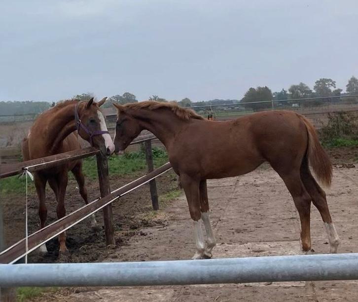 Sunday jm merrieveulen, Dieren en Toebehoren, Paarden, Merrie, Niet van toepassing, 165 tot 170 cm, 0 tot 2 jaar, Springpaard