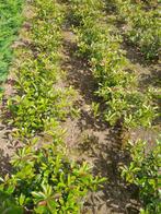 Photinia fraseri 'Carre Rouge', Tuin en Terras, Ophalen