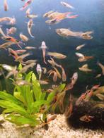Endler guppy's, Dieren en Toebehoren