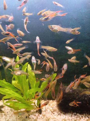 Endler guppy's beschikbaar voor biedingen