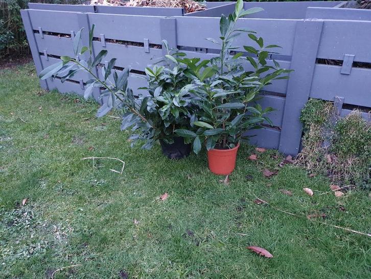 Laurier haag rotundifolia plantjes, Tuin en Terras, Planten | Tuinplanten, Ophalen