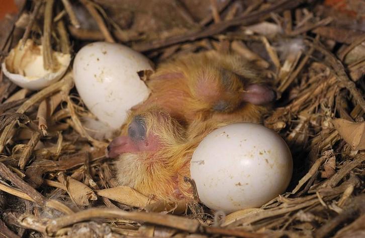 Mooi reisduiven jongen., Animaux & Accessoires, Oiseaux | Pigeons, Pigeon voyageur, Plusieurs animaux