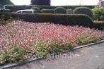 Geranium ‘Spessart’ (laatste stuks) p9 pot 0,70€ per stuk, Ophalen, Herfst, Volle zon