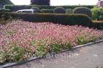 Geranium ‘Spessart’ (wintergroene bodembedekker), Herfst, Ophalen, Volle zon