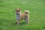 Shiba inu pups, Dieren en Toebehoren, Honden | Poolhonden, Keeshonden en Oertypen, 15 weken tot 1 jaar, Overige rassen, Buitenland