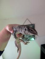 Varanus exanthematicus steppevaraan, Dieren en Toebehoren, Reptielen en Amfibieën, Hagedis, 0 tot 2 jaar