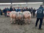 16 BWB dekstieren  op 2 maart te bezichtigen, Dieren en Toebehoren, Runderen, Mannelijk, 0 tot 2 jaar