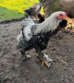 Brahma groothoender haan zalm, Dieren en Toebehoren, Mannelijk, Kip