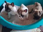 franse bulldog pups, Dieren en Toebehoren, Honden | Bulldogs, Pinschers en Molossers, België, Fokker | Hobbymatig, CDV (hondenziekte)