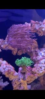 Anemoon te koop, Dieren en Toebehoren, Vissen | Aquaria en Toebehoren, Ophalen