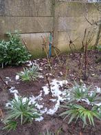 Druivelaars, Ophalen