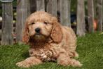 Prachtige Cockapoo pups, Dieren en Toebehoren, België, Overige rassen, CDV (hondenziekte), 8 tot 15 weken