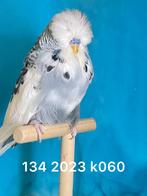 Grie bont engelse grasparkieten, Dieren en Toebehoren, Vogels | Parkieten en Papegaaien, Mannelijk, Parkiet, Geringd