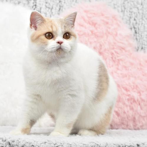 Brits korthaar poesjes ter herplaatsing, Dieren en Toebehoren, Katten en Kittens | Raskatten | Korthaar, Met stamboom, Gechipt