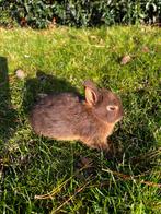 Kleurdwerg konijntje - 8 weken