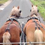 A couru et a témoigné un hongre Haflinger., Hongre