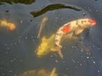 Japanse koi's te koop, Dieren en Toebehoren
