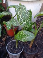 Italiaanse Aronskelk, Ophalen, Vaste plant