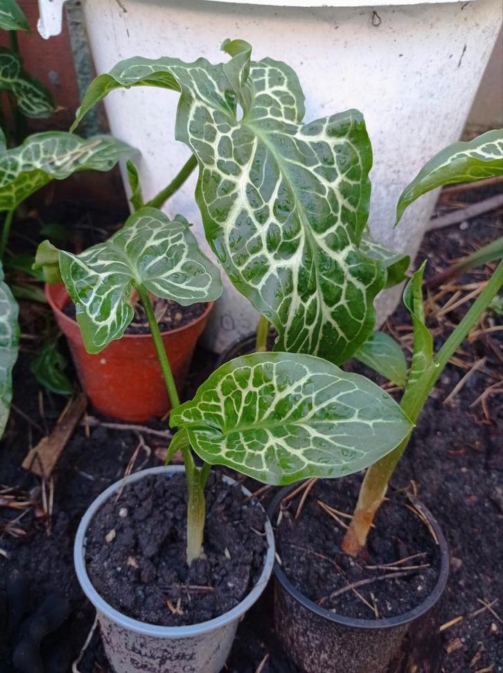 Italiaanse Aronskelk, Tuin en Terras, Planten | Tuinplanten, Vaste plant, Ophalen