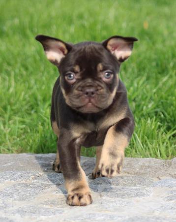 Franse Bulldog pups Choco-tan beschikbaar voor biedingen