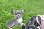 Chihuahua pups keuze uit 7 cuties 💖💖💖, België, 15 weken tot 1 jaar, CDV (hondenziekte), Meerdere