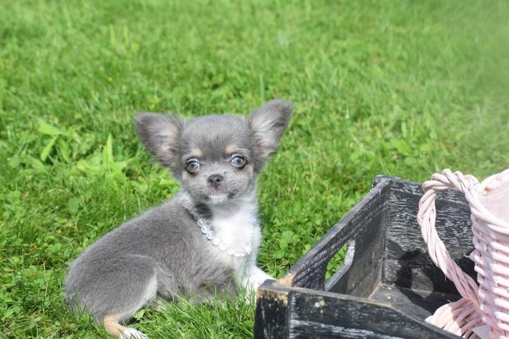 Chihuahua pups keuze uit 7 cuties 💖💖💖, Dieren en Toebehoren, Honden | Chihuahua's en Gezelschapshonden, Meerdere dieren, Chihuahua