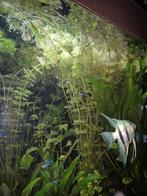 Colombia caroliniana aquarium planten, Ophalen of Verzenden