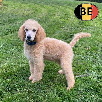 Schitterende Koninklijke Poedel-puppy’s te koop beschikbaar voor biedingen