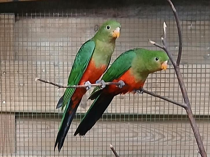 KONINGS PARKIETEN, Animaux & Accessoires, Oiseaux | Perruches & Perroquets, Perruche, Domestique, Bagué