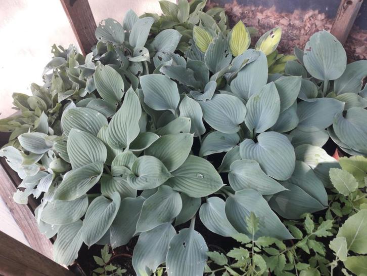 mooie verschillende hosta's te koop, Tuin en Terras, Planten | Tuinplanten, Vaste plant, Overige soorten, Halfschaduw, Zomer, Ophalen
