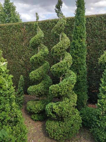 Buxus planten spiralen en figuren beschikbaar voor biedingen