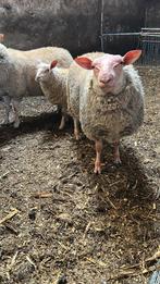 Ram goed bevleesde bok, Dieren en Toebehoren, Mannelijk, Schaap, 0 tot 2 jaar