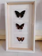 Taxidermy, Verzamelen, Dierenverzamelingen, Verzenden, Nieuw, Insect, Opgezet dier