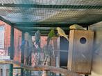 Halsbandparkieten, Dieren en Toebehoren