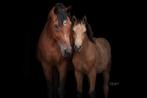 Lieve merrie, Dieren en Toebehoren, Paarden, Merrie